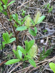 Salix myrtillifolia