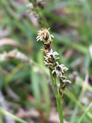 Carex concinna