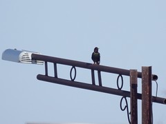 Sturnus vulgaris