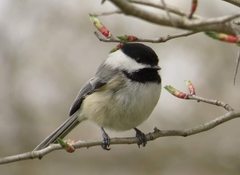 Poecile atricapillus