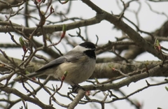 Poecile atricapillus