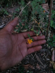 Wedelia acapulcensis