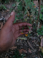 Wedelia acapulcensis