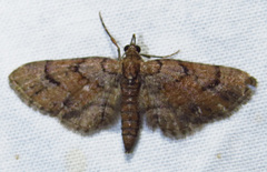Eupithecia peckorum