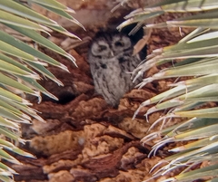 Megascops kennicottii