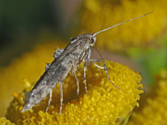 Epermeniidae