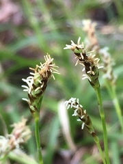 Carex concinna
