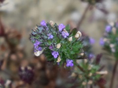 Pogogyne serpylloides