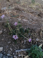 Mirabilis longiflora