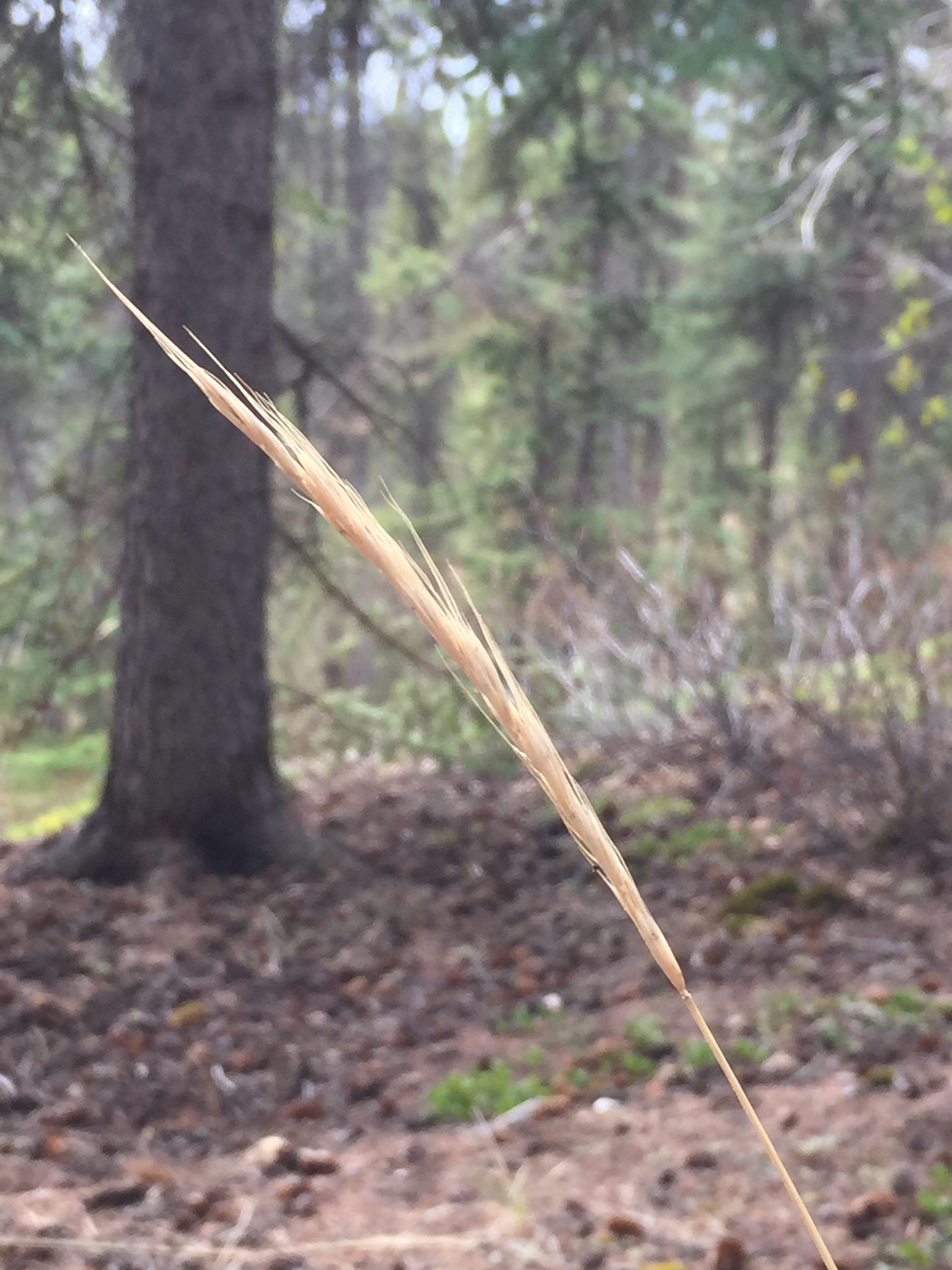 Elymus trachycaulus ssp. subsecundus
