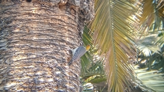 Melanerpes aurifrons