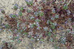 Pogogyne serpylloides