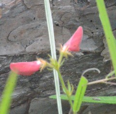 Tephrosia chrysophylla