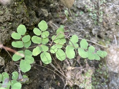 Pellaea andromedifolia