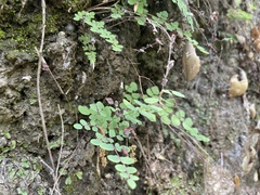 Pellaea andromedifolia
