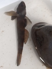 Gobiomorphus huttoni