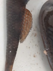 Gobiomorphus huttoni