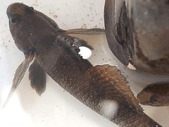 Gobiomorphus huttoni