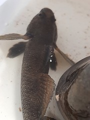 Gobiomorphus huttoni