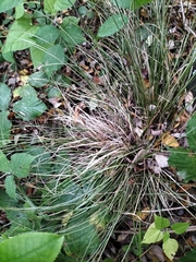 Carex buchananii