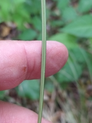 Carex buchananii