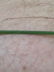 Carex buchananii