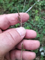 Carex buchananii