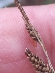 Carex buchananii