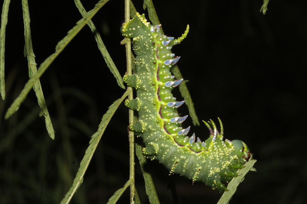 Bisected Honey Locust Moth