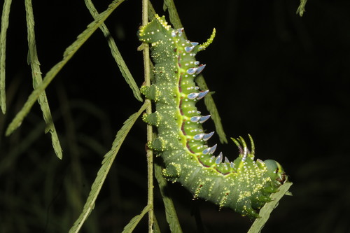 Bisected Honey Locust Moth