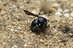 Pachyanthidium lachrymosum