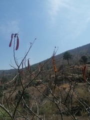 Leucaena diversifolia