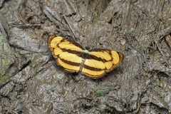 Pantoporia paraka