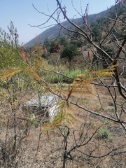 Leucaena diversifolia