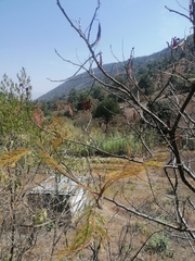 Leucaena diversifolia
