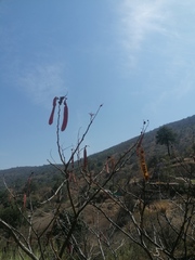 Leucaena diversifolia
