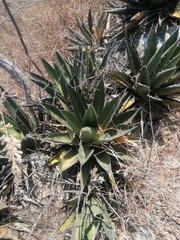 Agave kerchovei