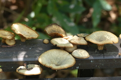 Lentinus polychrous