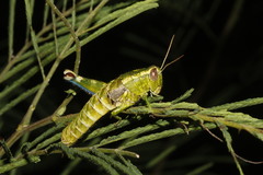 Phaulotettix arcadius