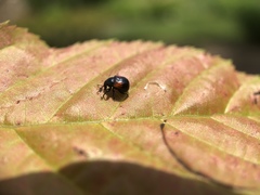Synolabus bipustulatus