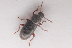 Tenebrionidae