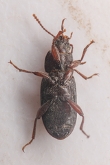 Tenebrionidae