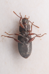 Tenebrionidae