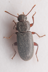 Tenebrionidae