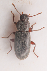 Tenebrionidae