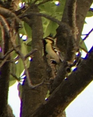 Machlolophus xanthogenys