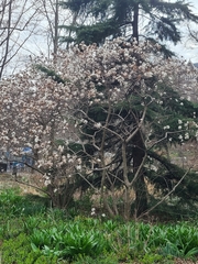 Amelanchier × lamarckii