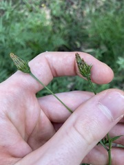 Bidens subalternans