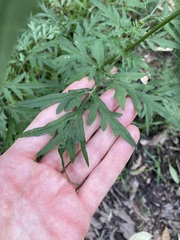 Bidens subalternans