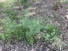 Bidens subalternans